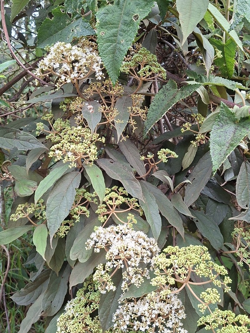 Viburnum anabaptista photo 3