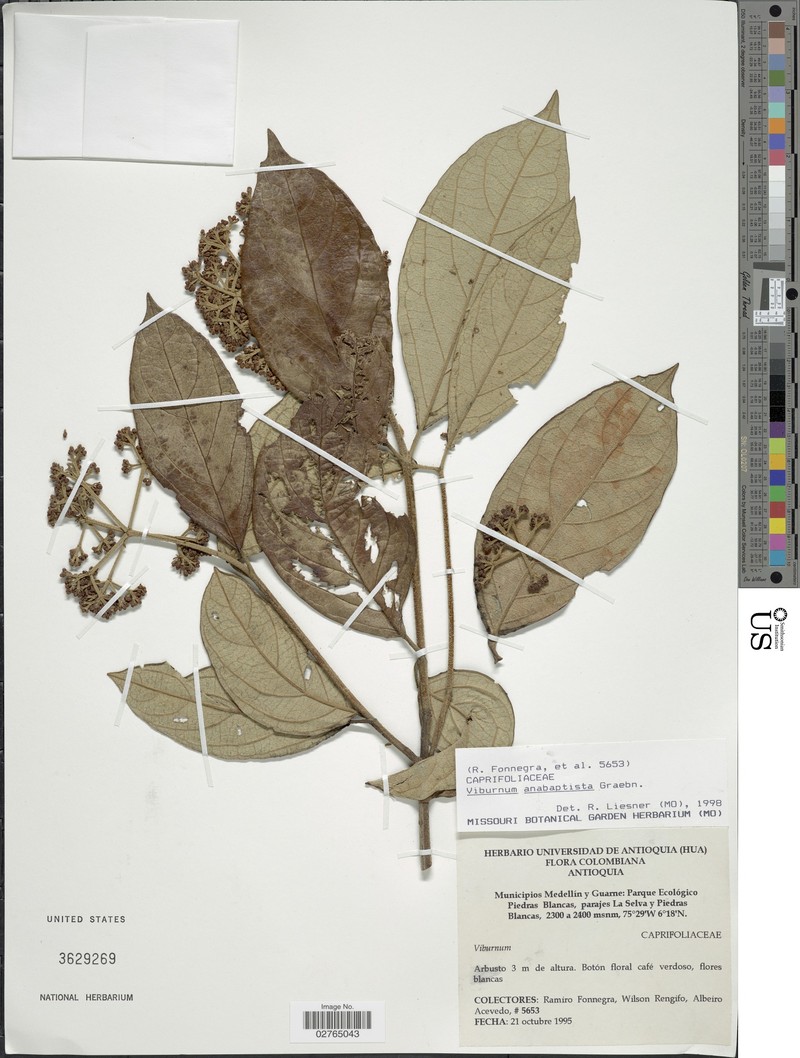 Viburnum anabaptista photo 4