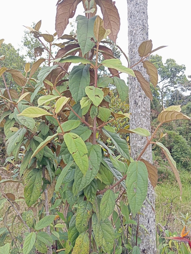 Viburnum anabaptista photo 5
