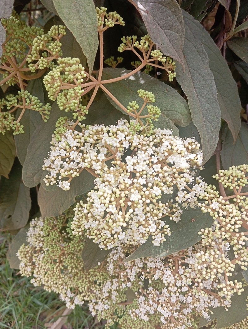 Viburnum anabaptista photo 6