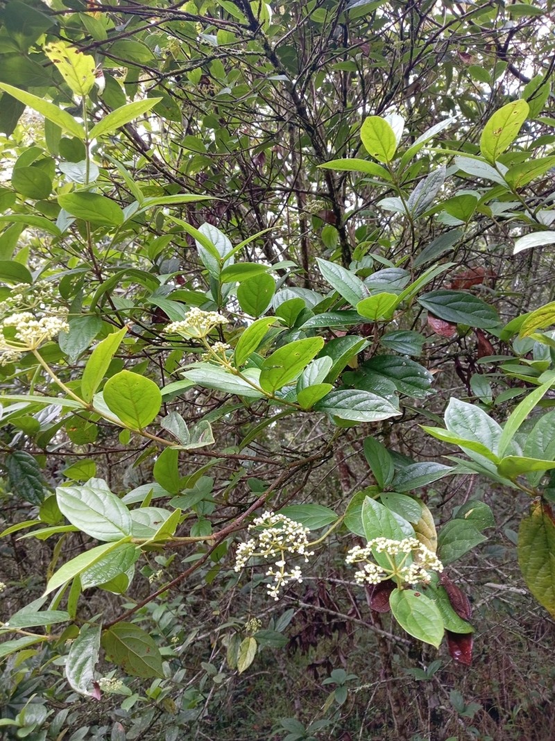 Viburnum anabaptista photo 7