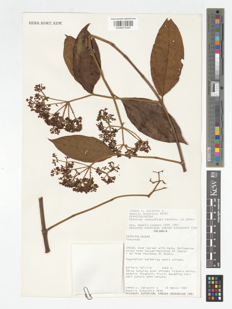 Viburnum anabaptista photo 8