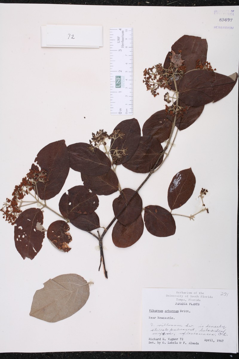 Viburnum arboreum