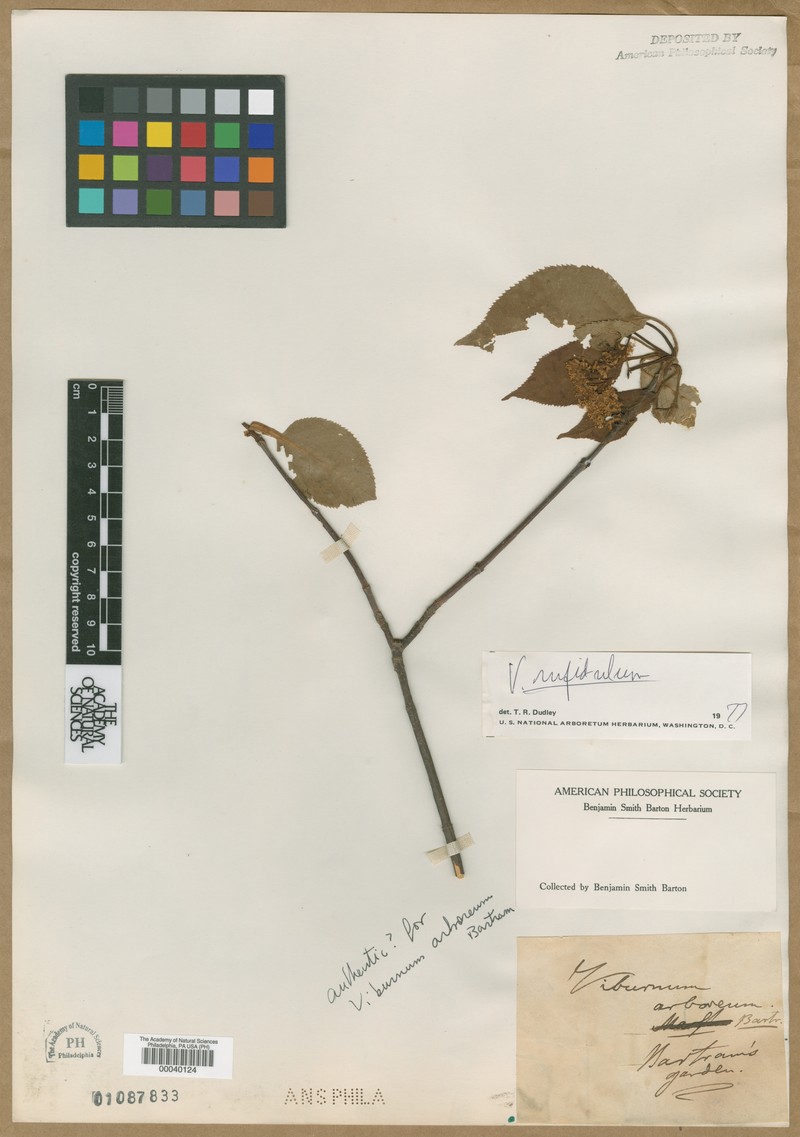 Viburnum arboreum photo 2
