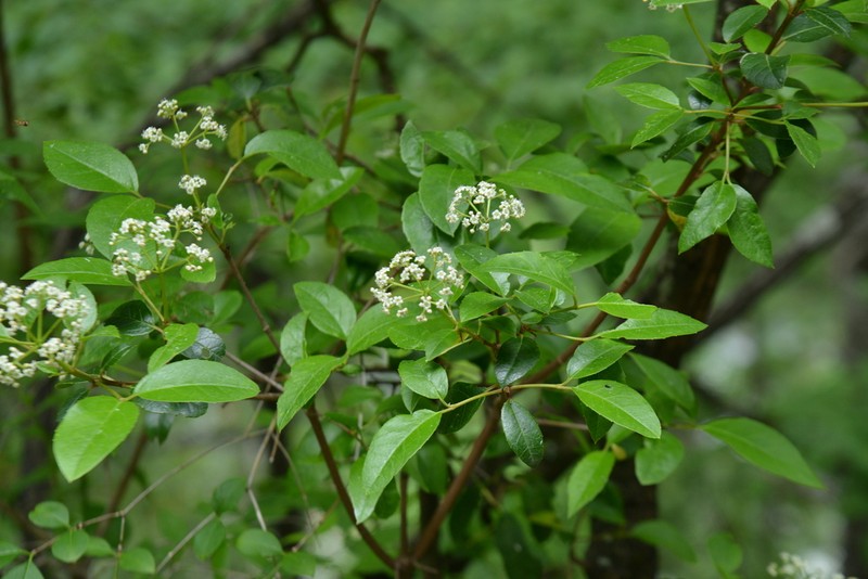 Viburnum atrocyaneum
