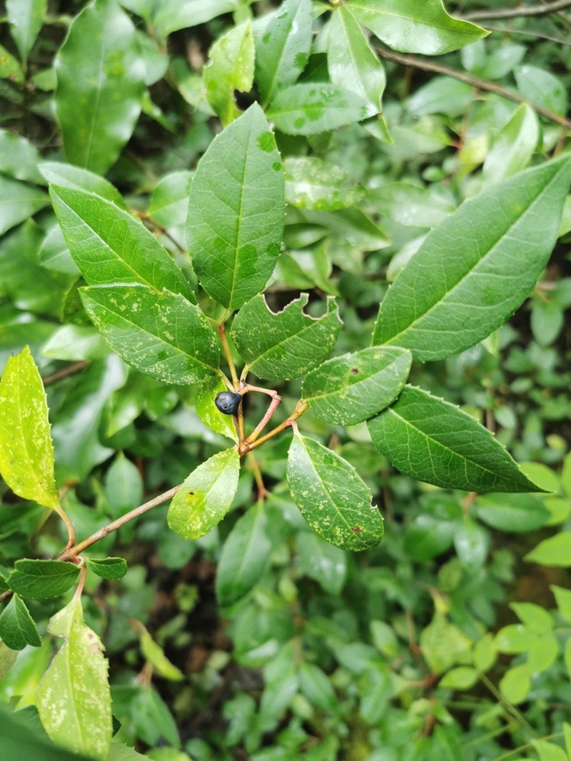 Viburnum atrocyaneum photo 2