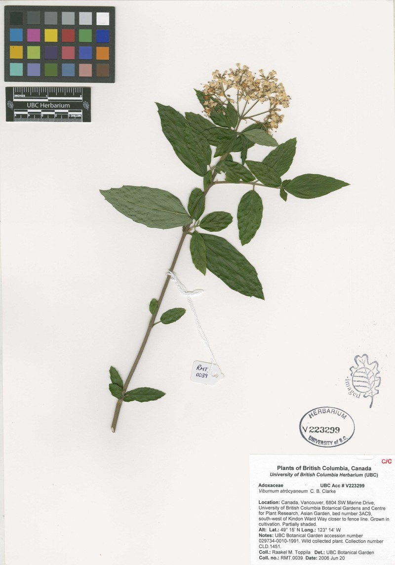 Viburnum atrocyaneum photo 4