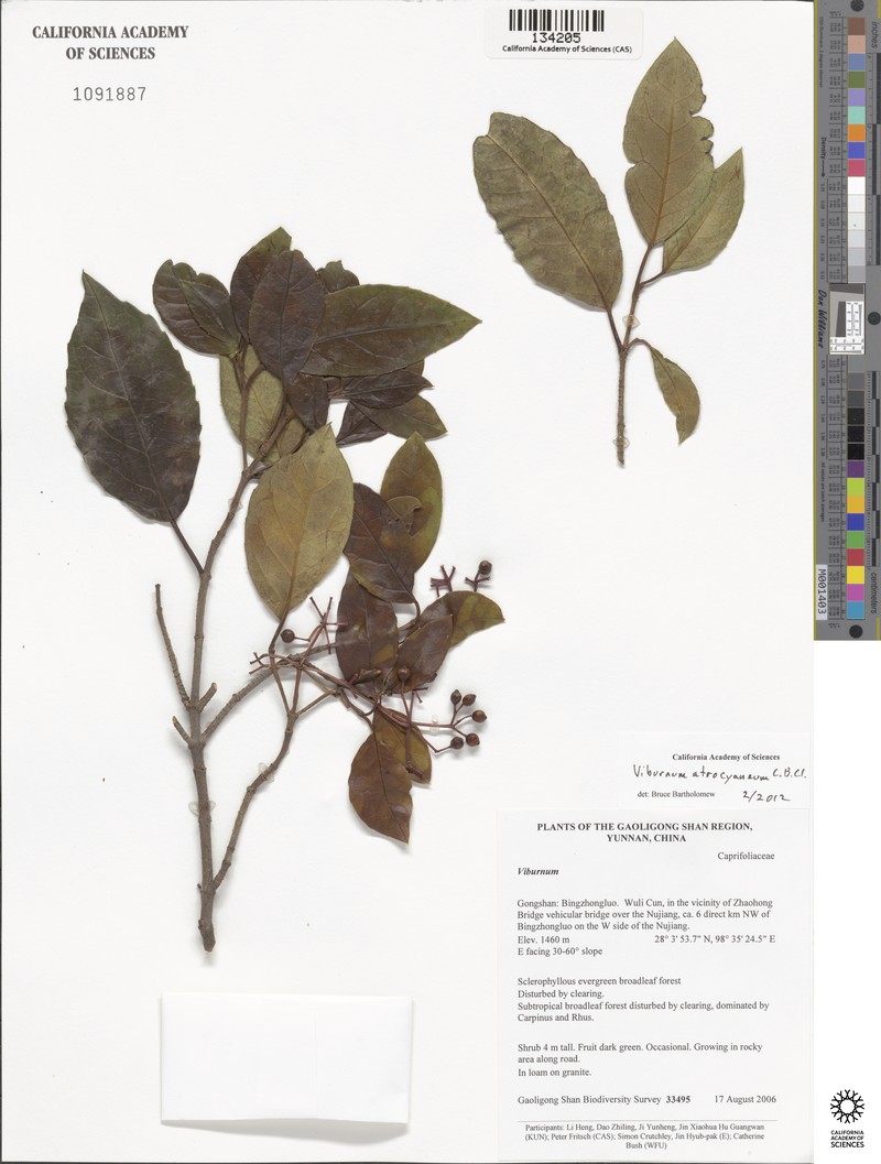 Viburnum atrocyaneum photo 5