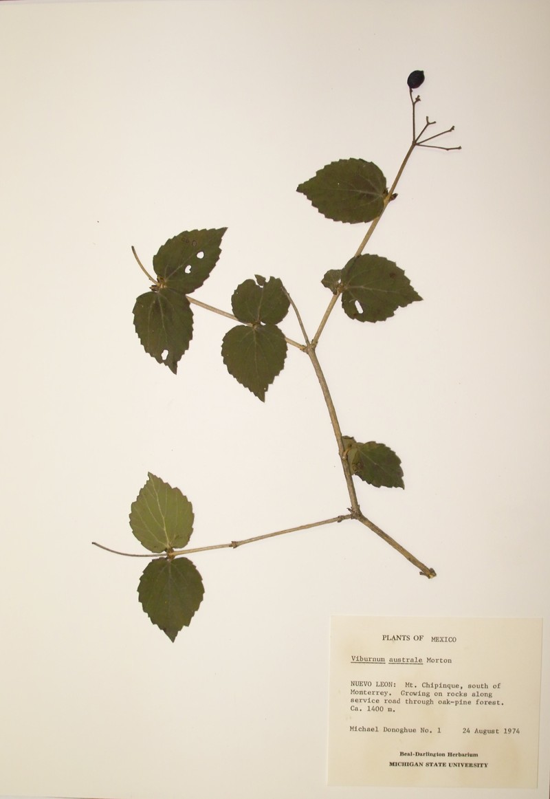 Mexican Arrowwood