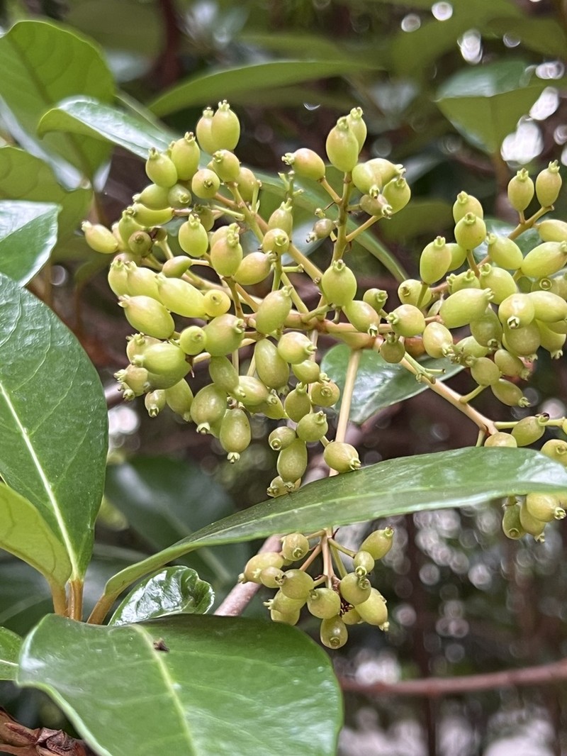 Viburnum awabuki