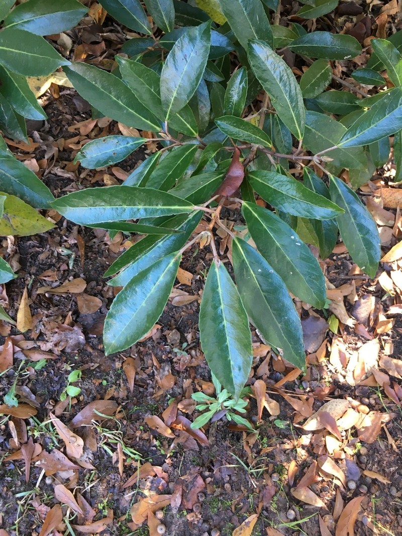 Viburnum awabuki photo 2