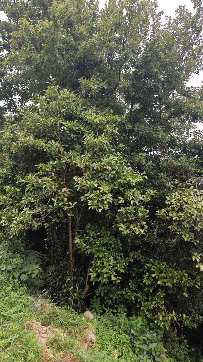 Viburnum awabuki photo 3