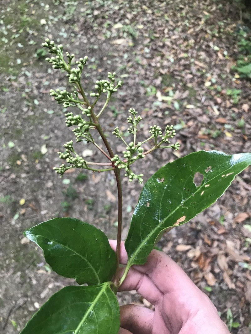Viburnum awabuki photo 7