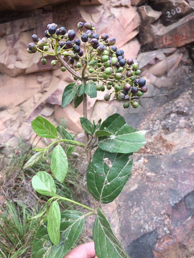 Viburnum ayavacense