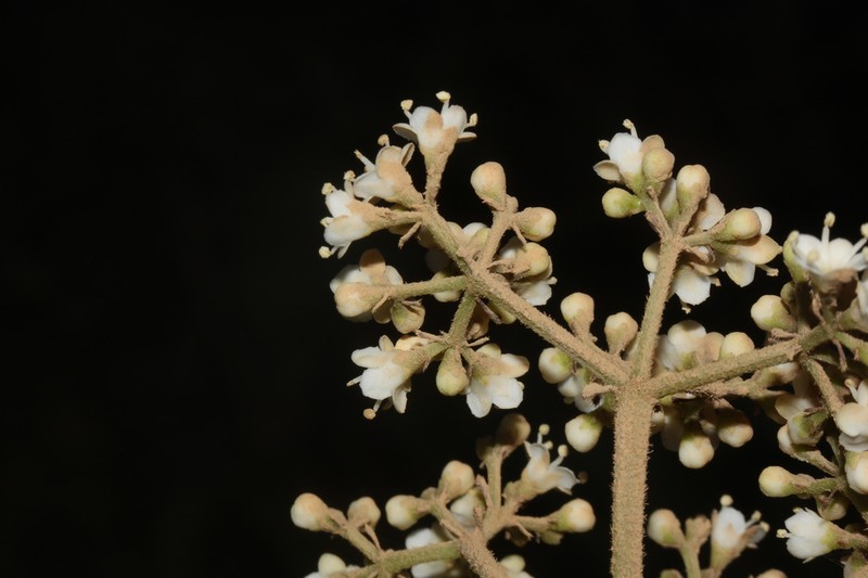 Viburnum ayavacense photo 2