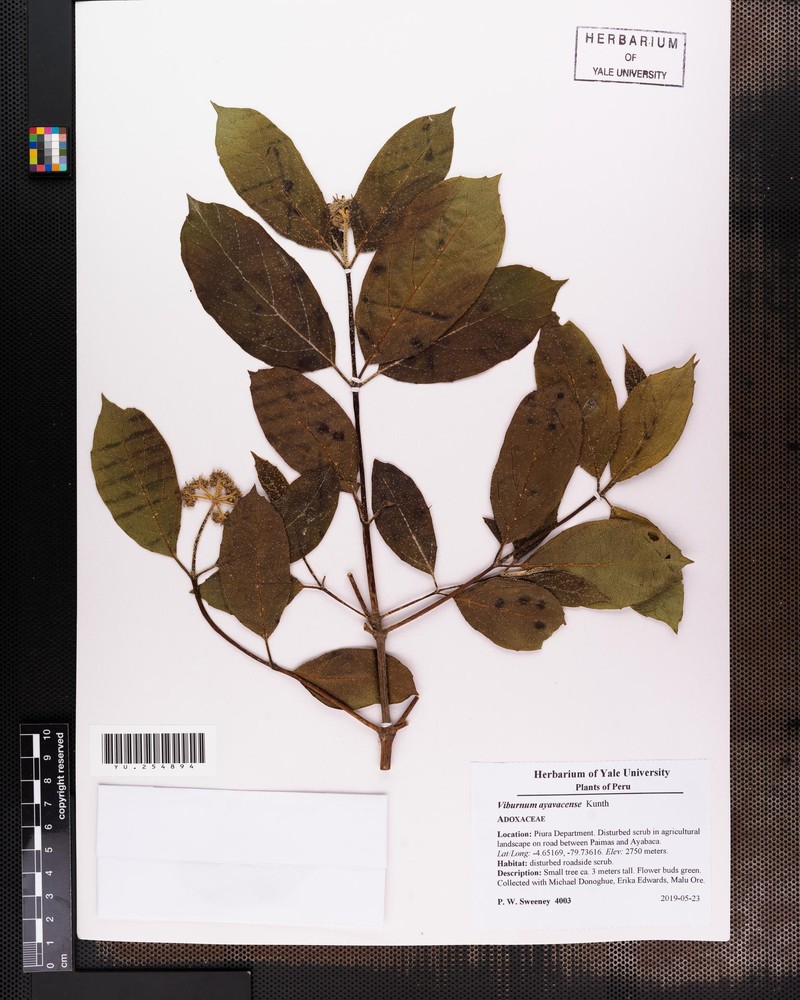 Viburnum ayavacense photo 3