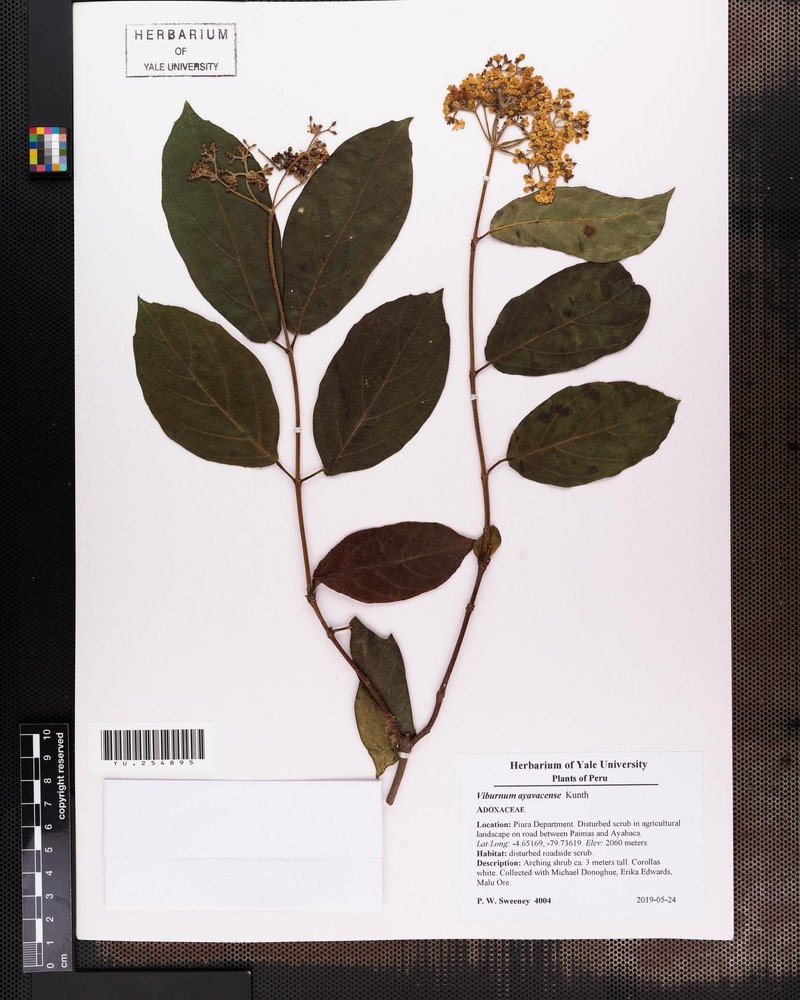 Viburnum ayavacense photo 4