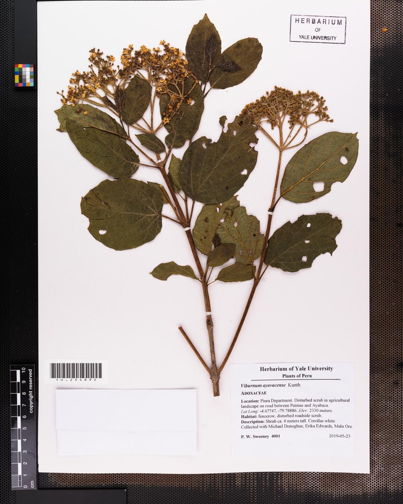 Viburnum ayavacense photo 5