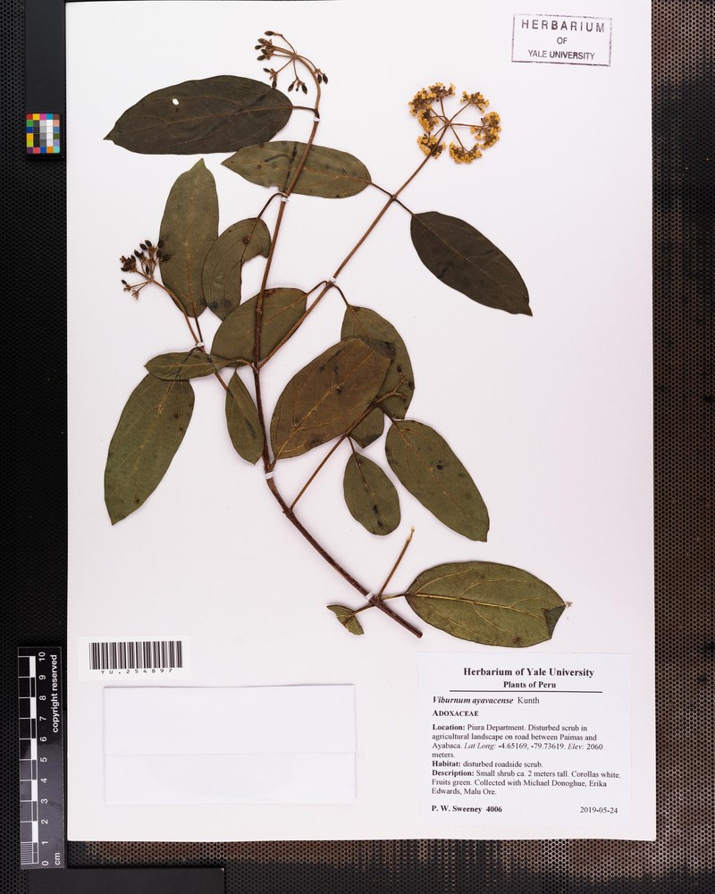 Viburnum ayavacense photo 6