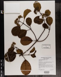 Viburnum beccarii