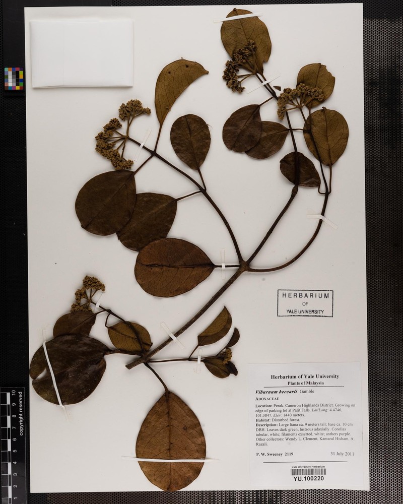 Viburnum beccarii