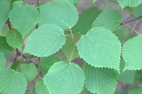 Viburnum betulifolium