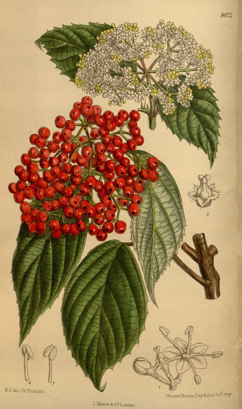 Viburnum betulifolium photo 2