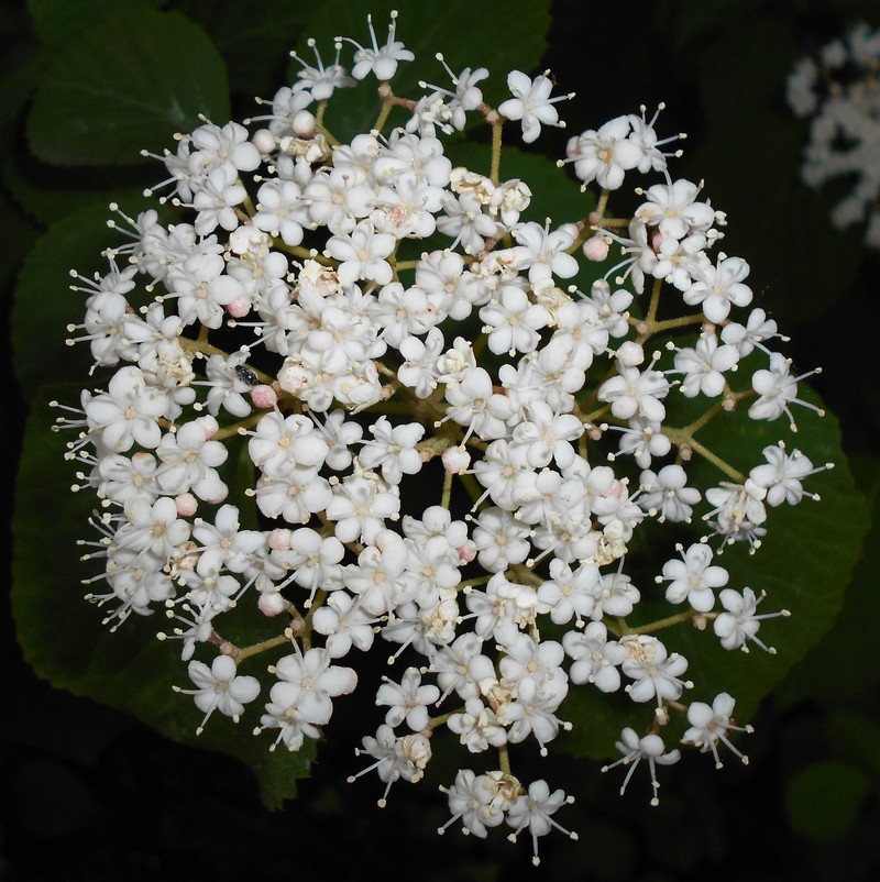 Viburnum betulifolium photo 3