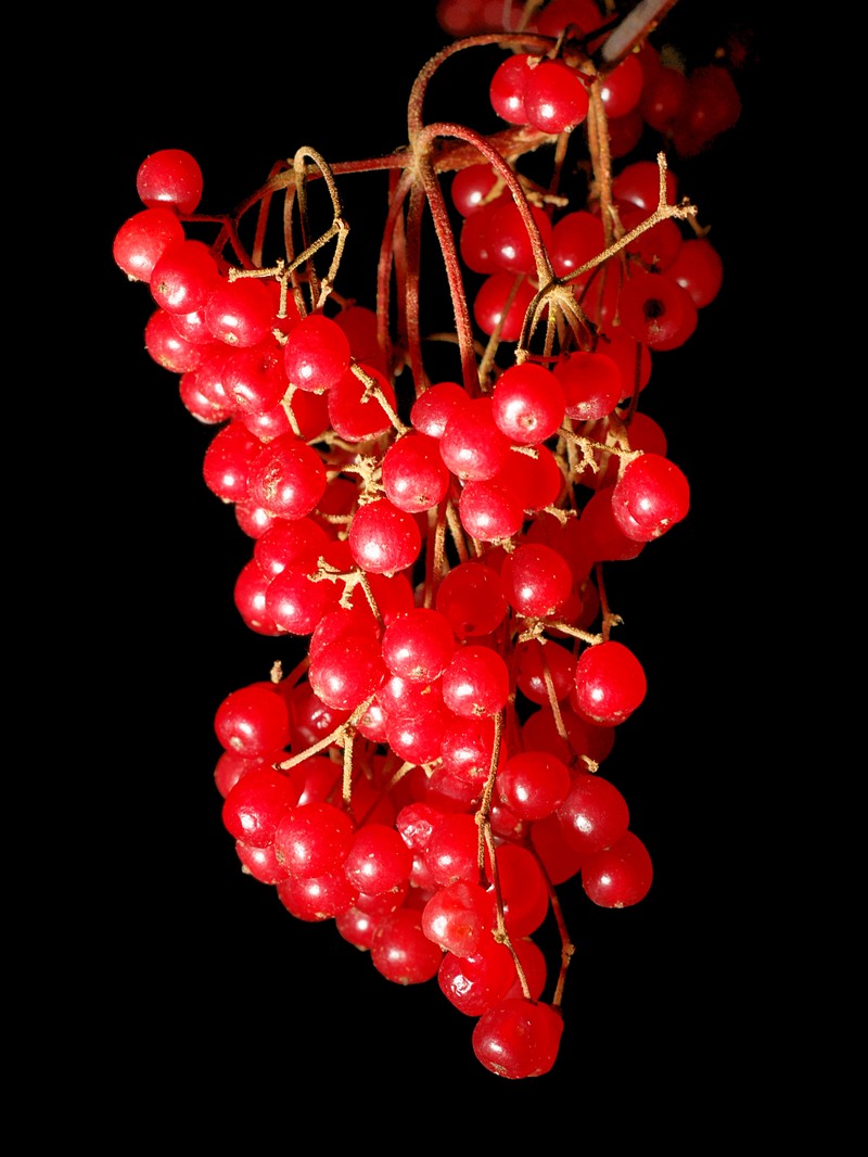 Viburnum betulifolium photo 4