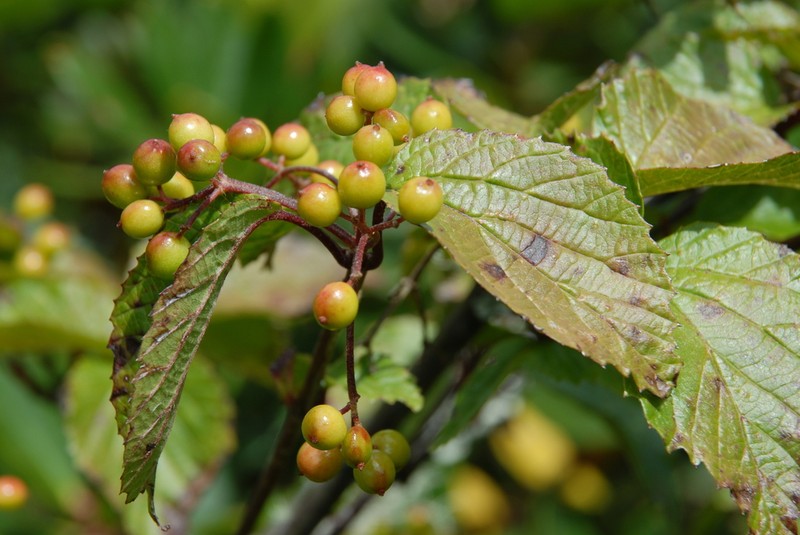 Viburnum betulifolium photo 5
