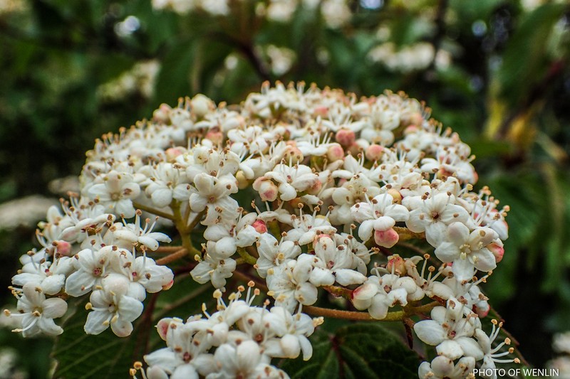 Viburnum betulifolium photo 6