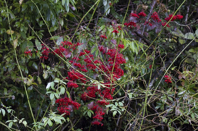 Viburnum betulifolium photo 7