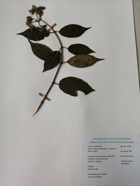 Viburnum blandum