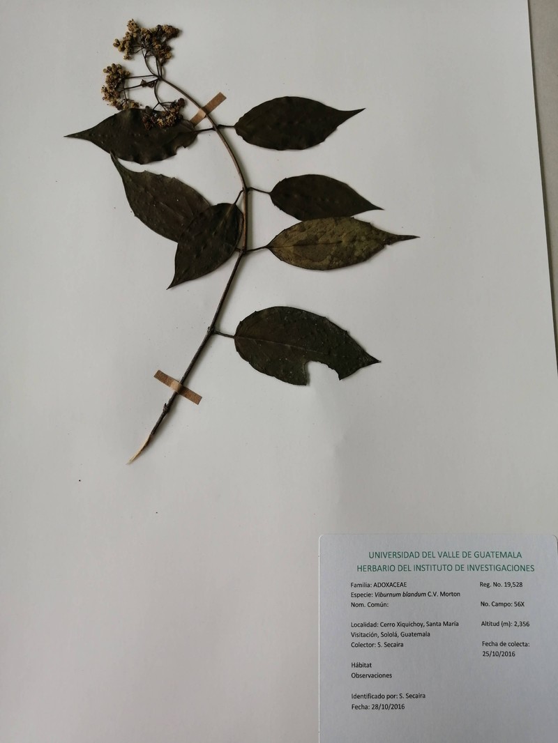 Viburnum blandum