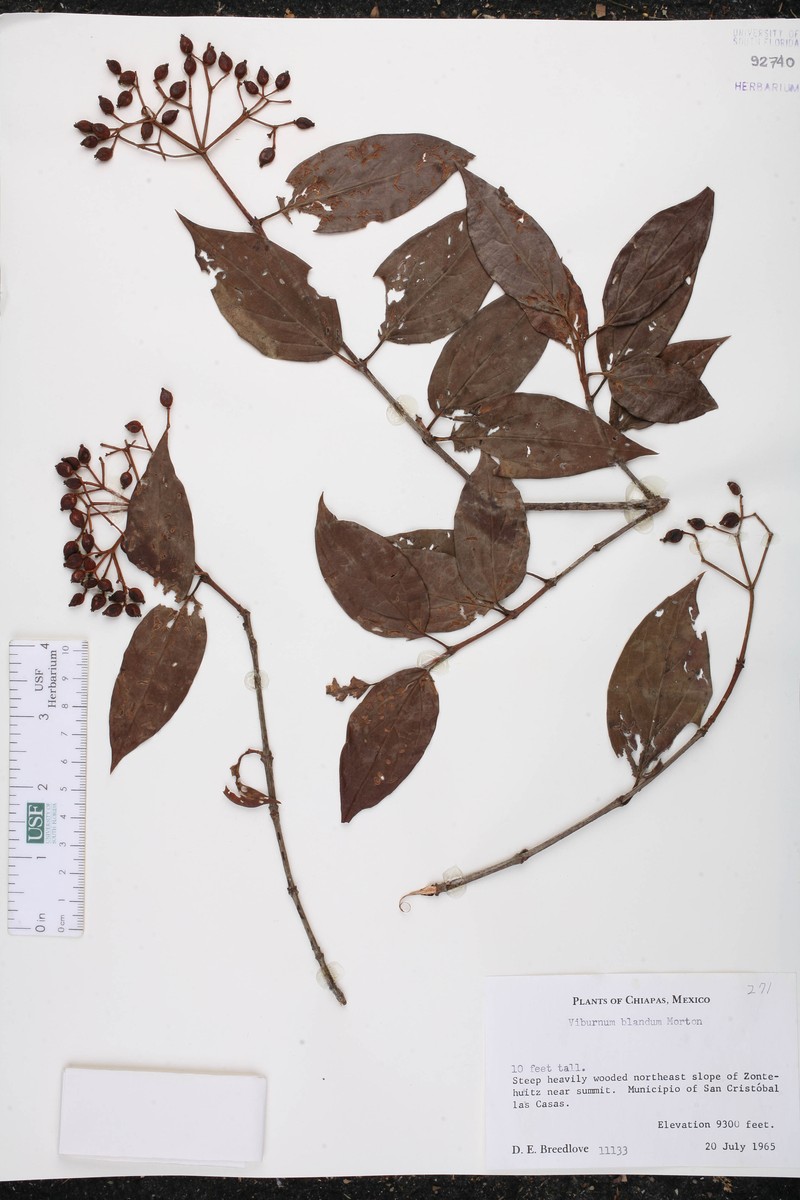 Viburnum blandum photo 2