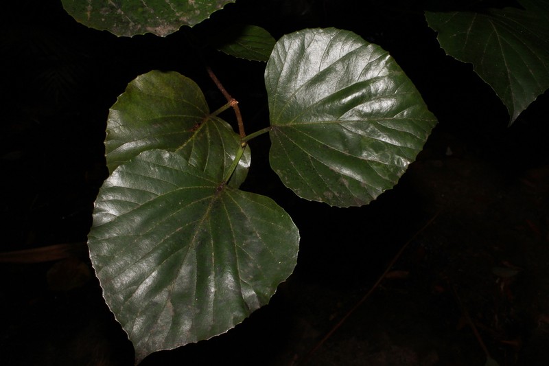 Viburnum boninsimense