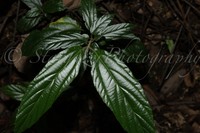 Viburnum brachybotryum