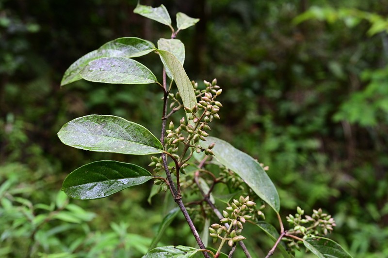 Viburnum brachybotryum photo 2