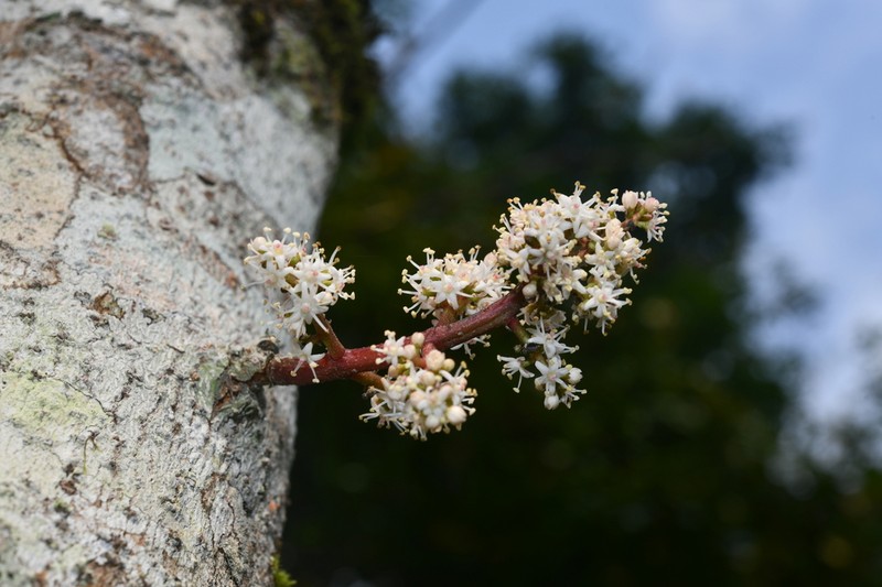 Viburnum brachybotryum photo 3