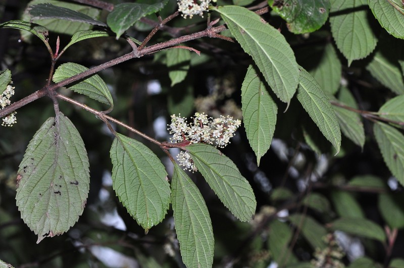 Viburnum brachybotryum photo 4