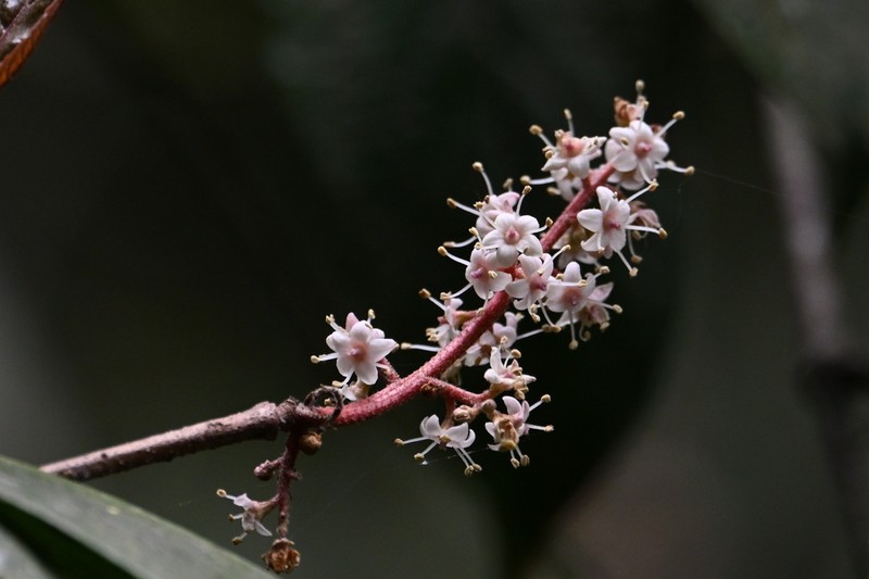 Viburnum brachybotryum photo 5