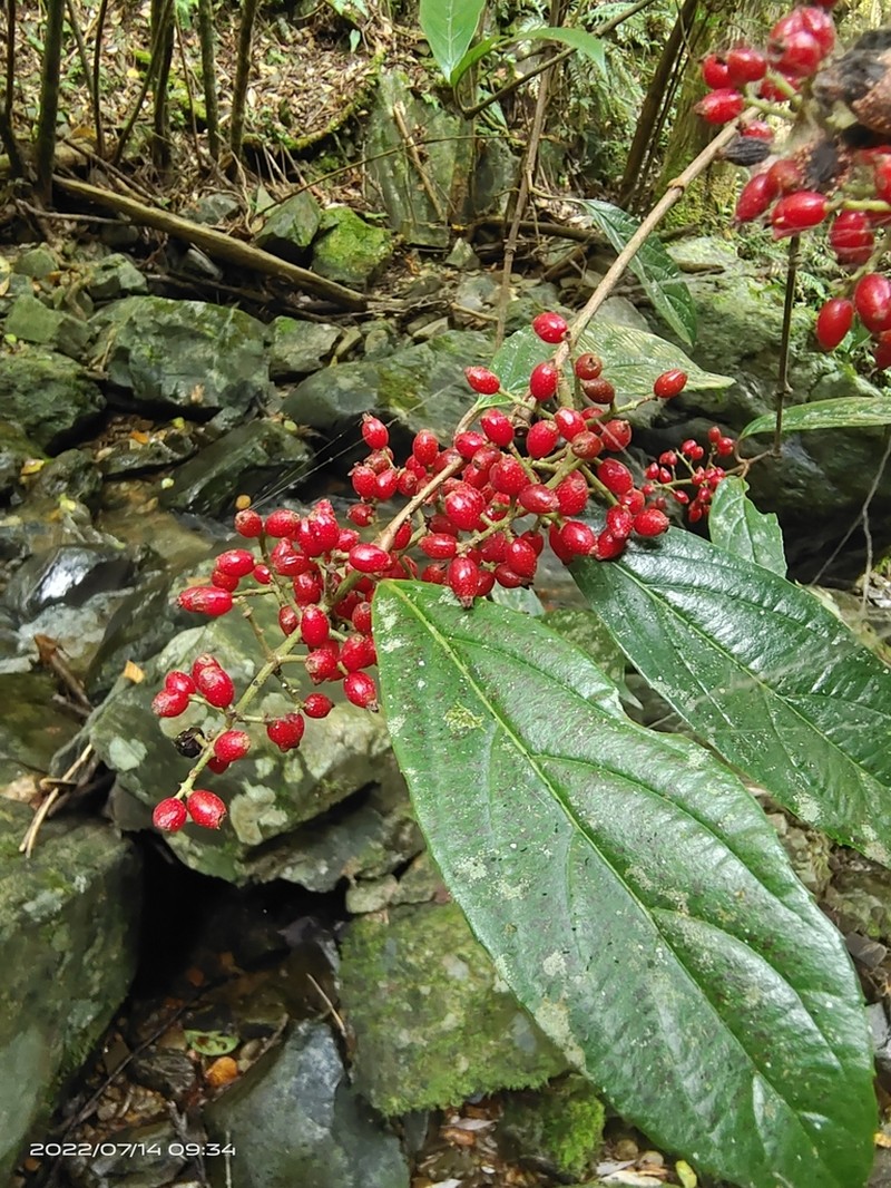 Viburnum brachybotryum photo 6
