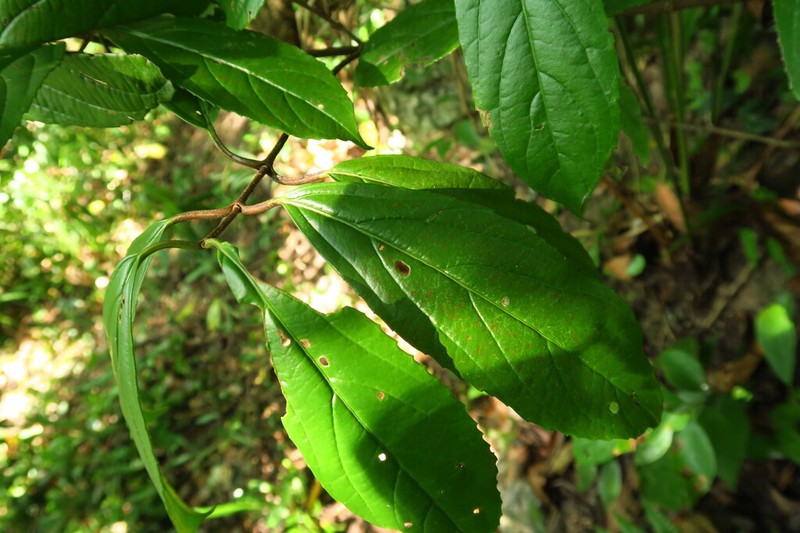 Viburnum brachybotryum photo 7