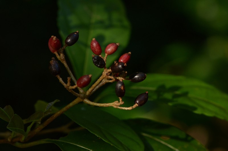 Viburnum brachybotryum photo 8