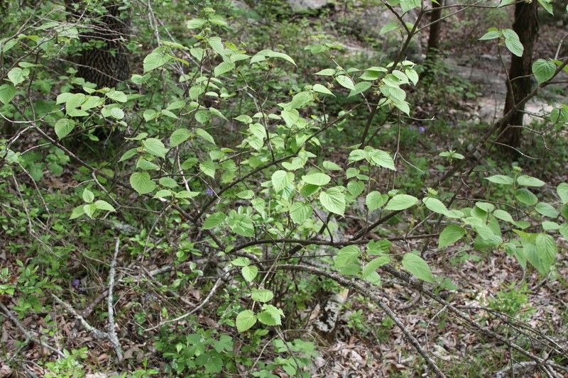 Bracted Arrowwood photo 3