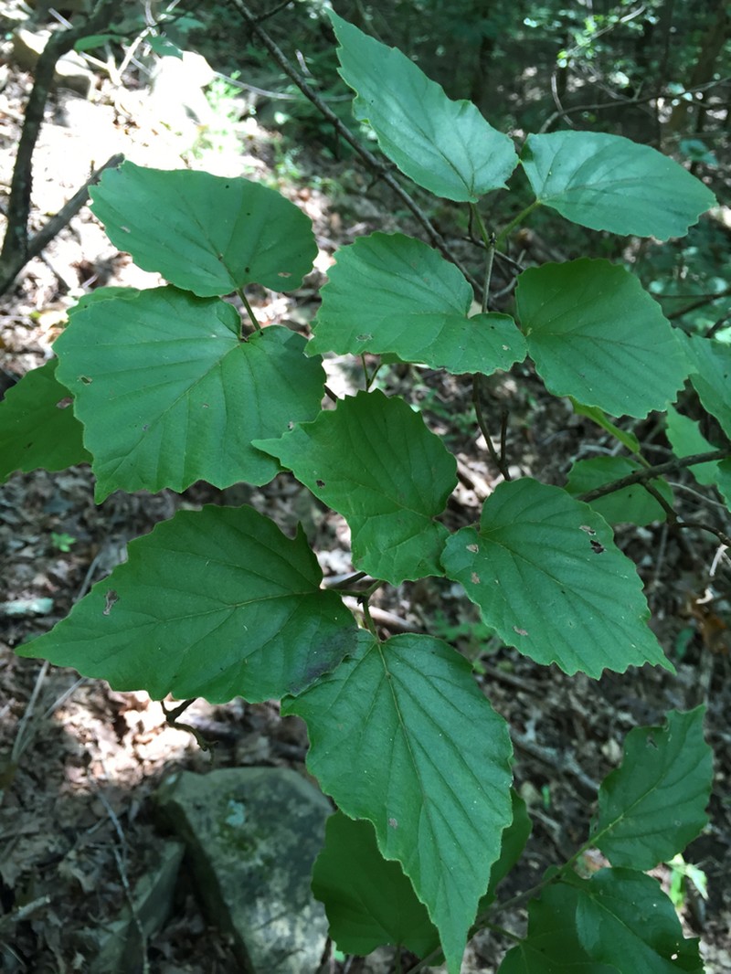 Bracted Arrowwood photo 4