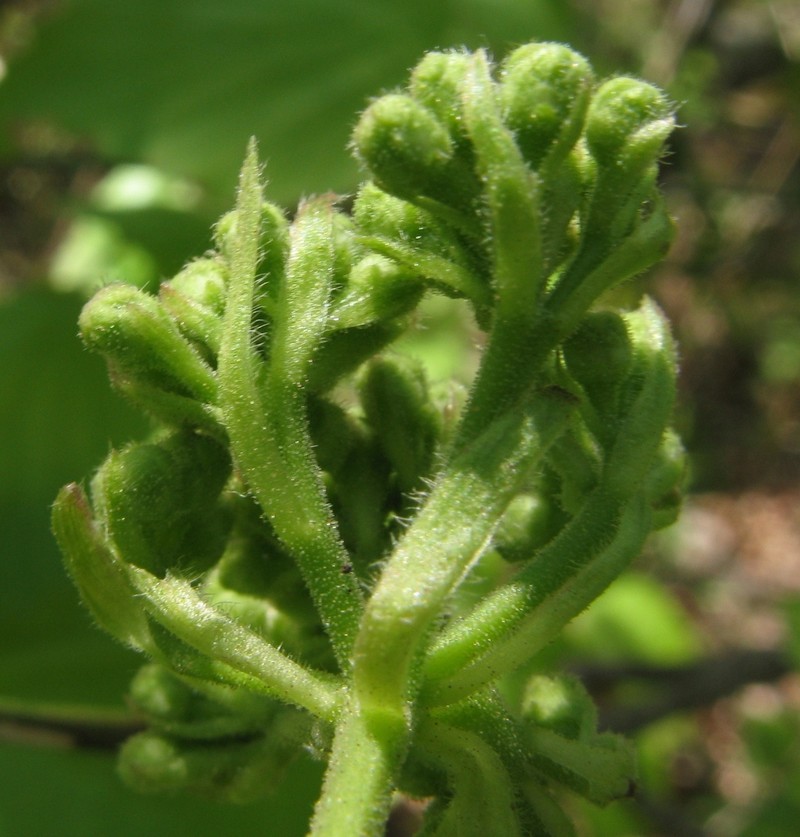 Bracted Arrowwood photo 5