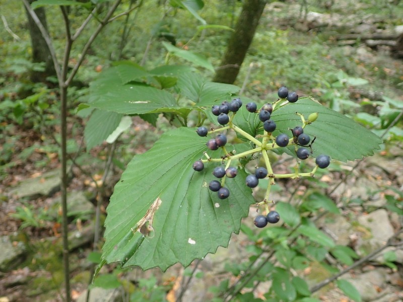 Bracted Arrowwood photo 6
