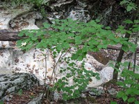 Bracted Arrowwood