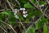 Viburnum brevitubum